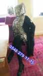damla3